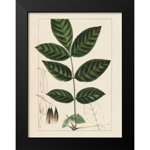 Silva Leaves I Black Modern Wood Framed Art Print by Silva, John