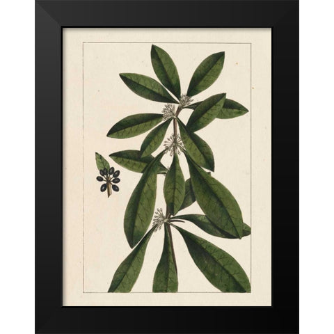 Silva Leaves II Black Modern Wood Framed Art Print by Silva, John