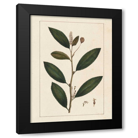 Silva Leaves V Black Modern Wood Framed Art Print by Silva, John