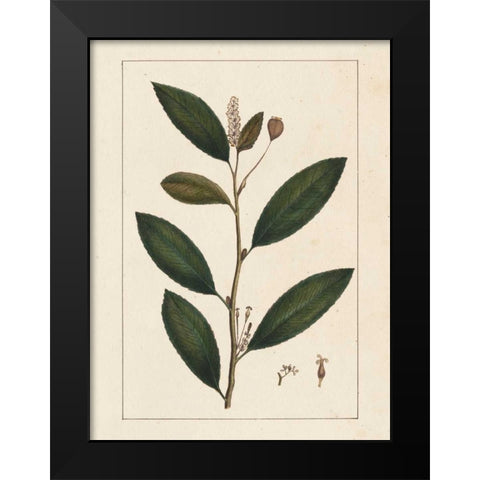 Silva Leaves V Black Modern Wood Framed Art Print by Silva, John