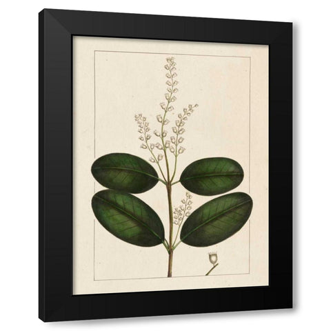 Silva Leaves VI Black Modern Wood Framed Art Print with Double Matting by Silva, John