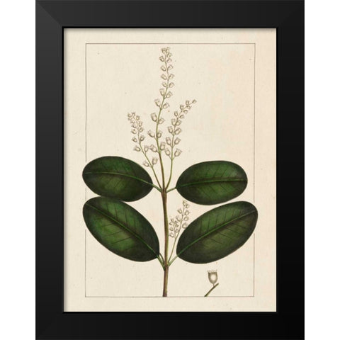 Silva Leaves VI Black Modern Wood Framed Art Print by Silva, John