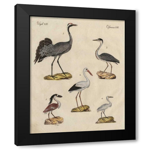 Heron Classification I Black Modern Wood Framed Art Print by Strack, Friedrich