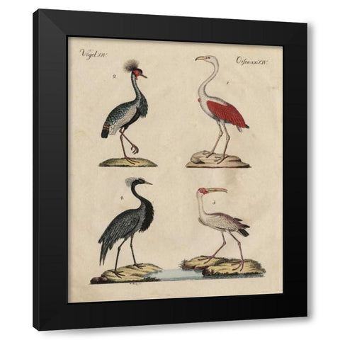 Heron Classification II Black Modern Wood Framed Art Print by Strack, Friedrich