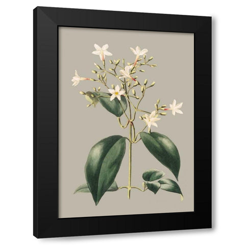 Botanical Cabinet I Black Modern Wood Framed Art Print with Double Matting by Cooke, E.W.