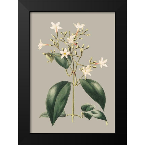 Botanical Cabinet I Black Modern Wood Framed Art Print by Cooke, E.W.