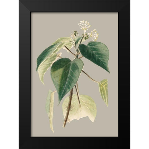 Botanical Cabinet II Black Modern Wood Framed Art Print by Cooke, E.W.