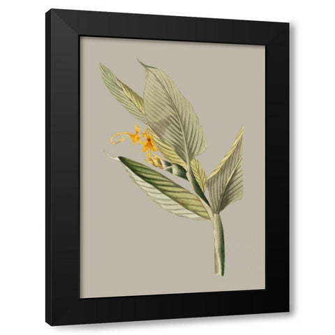 Botanical Cabinet III Black Modern Wood Framed Art Print by Cooke, E.W.