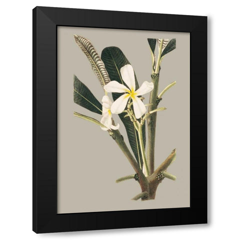 Botanical Cabinet IV Black Modern Wood Framed Art Print by Cooke, E.W.