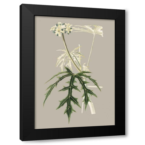 Botanical Cabinet V Black Modern Wood Framed Art Print by Cooke, E.W.