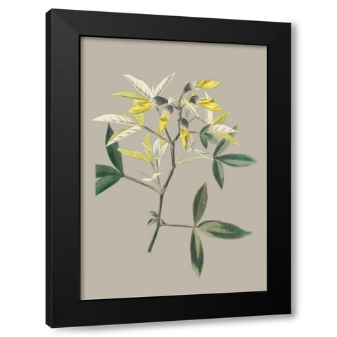 Botanical Cabinet VI Black Modern Wood Framed Art Print by Cooke, E.W.