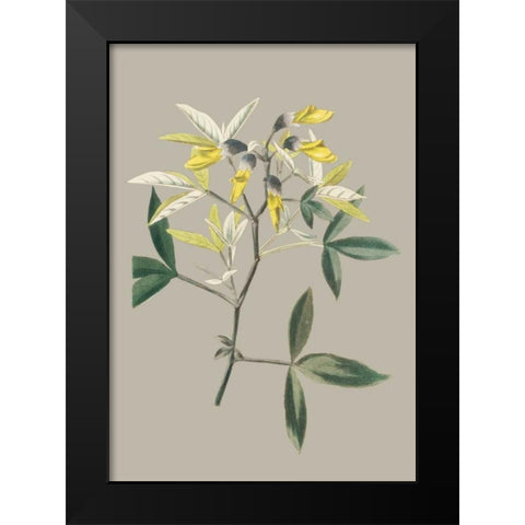 Botanical Cabinet VI Black Modern Wood Framed Art Print by Cooke, E.W.