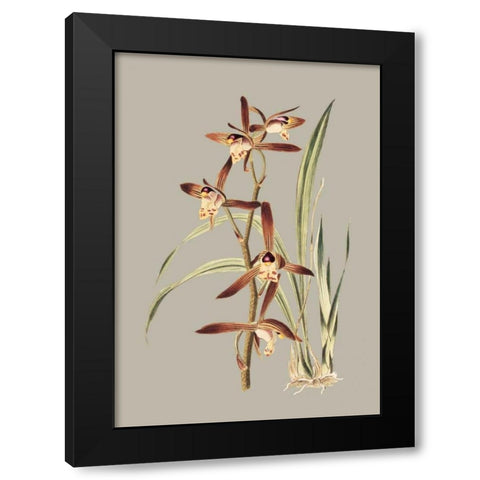 Botanical Cabinet VII Black Modern Wood Framed Art Print by Cooke, E.W.
