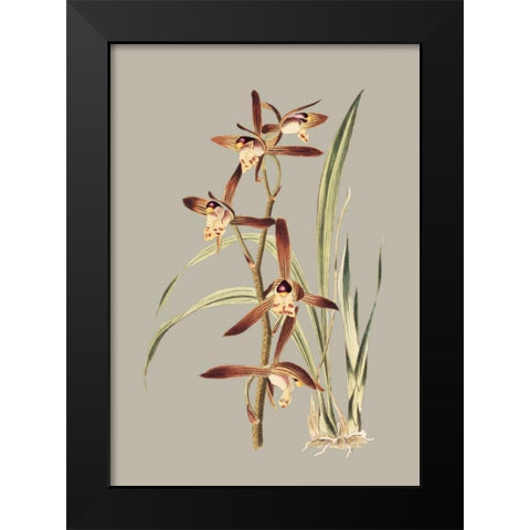 Botanical Cabinet VII Black Modern Wood Framed Art Print by Cooke, E.W.