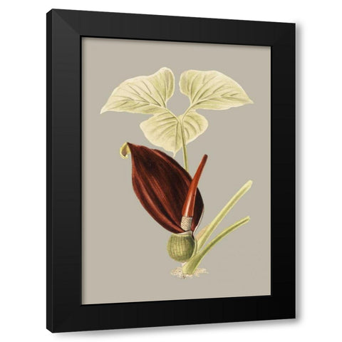 Botanical Cabinet VIII Black Modern Wood Framed Art Print by Cooke, E.W.