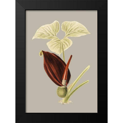 Botanical Cabinet VIII Black Modern Wood Framed Art Print by Cooke, E.W.