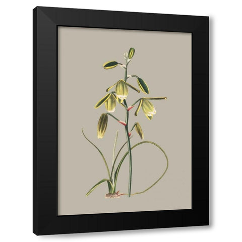 Botanical Cabinet IX Black Modern Wood Framed Art Print with Double Matting by Cooke, E.W.