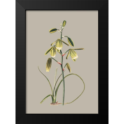 Botanical Cabinet IX Black Modern Wood Framed Art Print by Cooke, E.W.