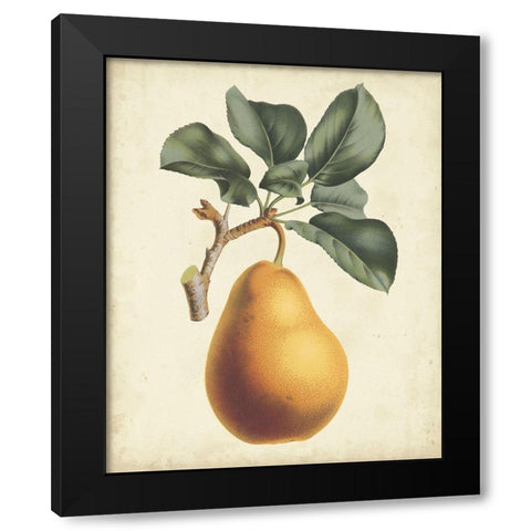 Antique Pear Botanical I Black Modern Wood Framed Art Print by Van Houtteano, Horto