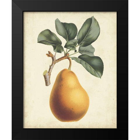 Antique Pear Botanical I Black Modern Wood Framed Art Print by Van Houtteano, Horto