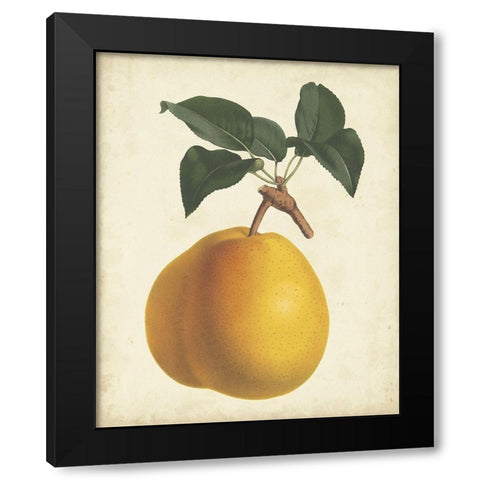 Antique Pear Botanical II Black Modern Wood Framed Art Print with Double Matting by Van Houtteano, Horto