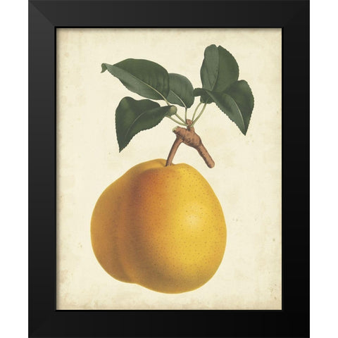 Antique Pear Botanical II Black Modern Wood Framed Art Print by Van Houtteano, Horto