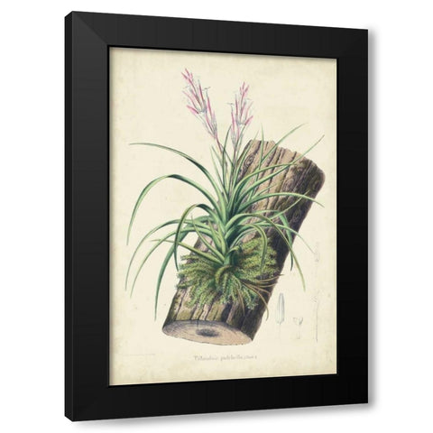 Orchid Delight II Black Modern Wood Framed Art Print by Severeyns, George