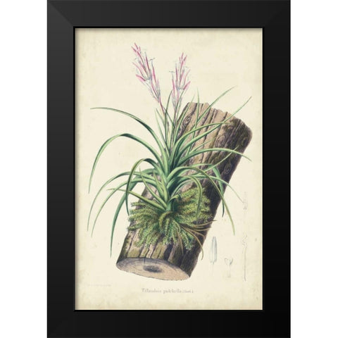 Orchid Delight II Black Modern Wood Framed Art Print by Severeyns, George