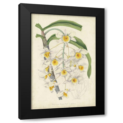 Orchid Delight III Black Modern Wood Framed Art Print by Severeyns, George