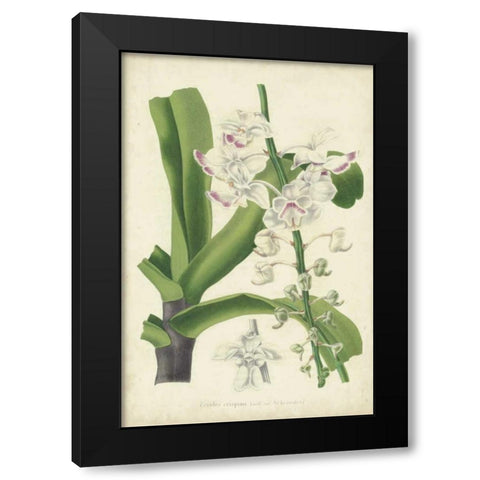 Orchid Delight IV Black Modern Wood Framed Art Print with Double Matting by Severeyns, George