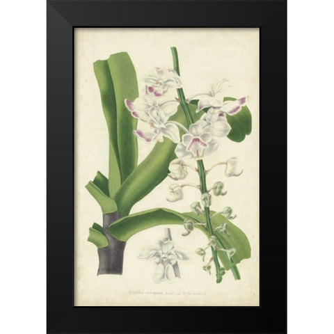 Orchid Delight IV Black Modern Wood Framed Art Print by Severeyns, George