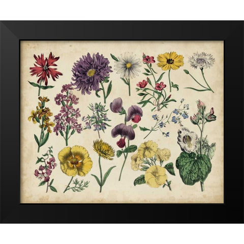 Antique Botanical Chart IV Black Modern Wood Framed Art Print by Unknown