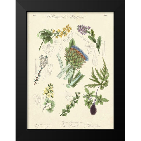 Botanical Register I Black Modern Wood Framed Art Print by Unknown