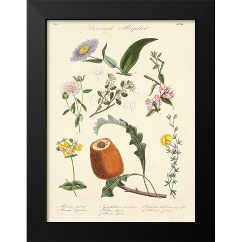 Botanical Register II Black Modern Wood Framed Art Print by Unknown