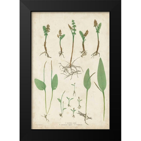 Bradbury Ferns II Black Modern Wood Framed Art Print by Bradbury