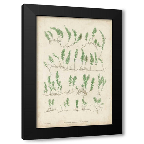 Bradbury Ferns III Black Modern Wood Framed Art Print by Bradbury