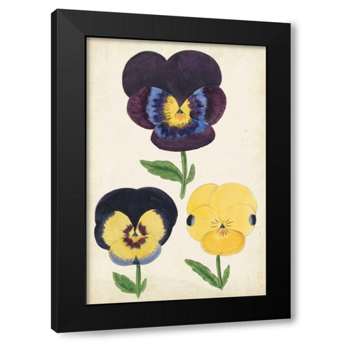 Antique Pansies I Black Modern Wood Framed Art Print with Double Matting by Unknown