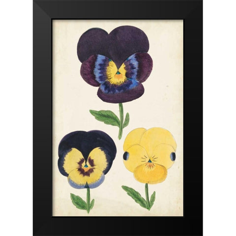 Antique Pansies I Black Modern Wood Framed Art Print by Unknown