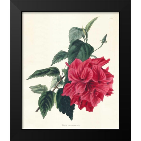 Rose Hibiscus I Black Modern Wood Framed Art Print by Unknown