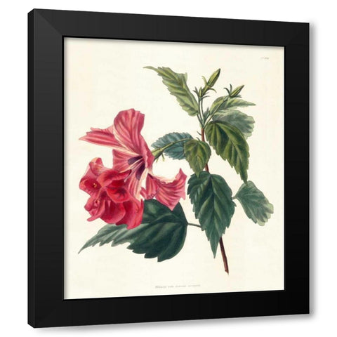 Rose Hibiscus II Black Modern Wood Framed Art Print by Unknown
