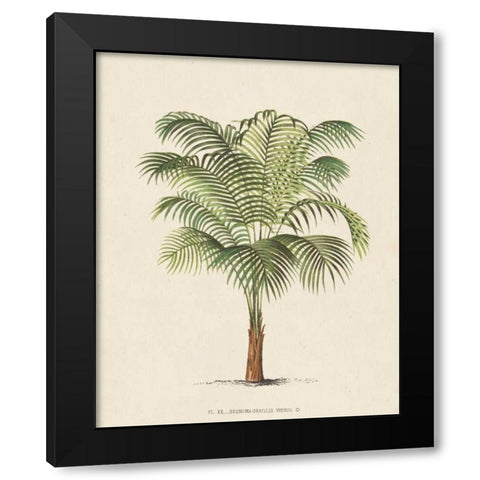 Les Palmiers II Black Modern Wood Framed Art Print with Double Matting by Unknown