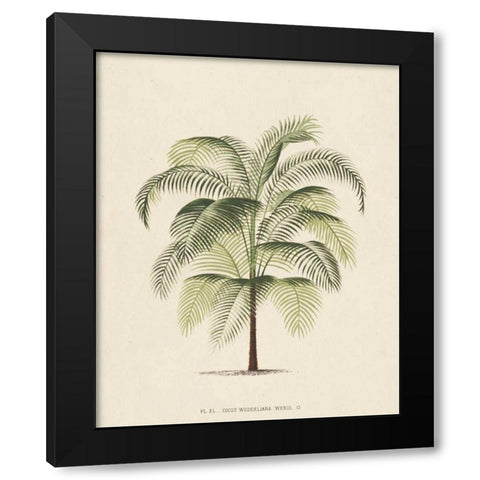 Les Palmiers III Black Modern Wood Framed Art Print by Unknown