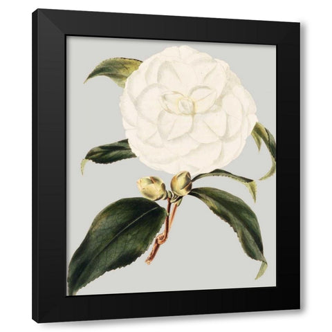 Camellia Japonica I Black Modern Wood Framed Art Print with Double Matting by Vision Studio