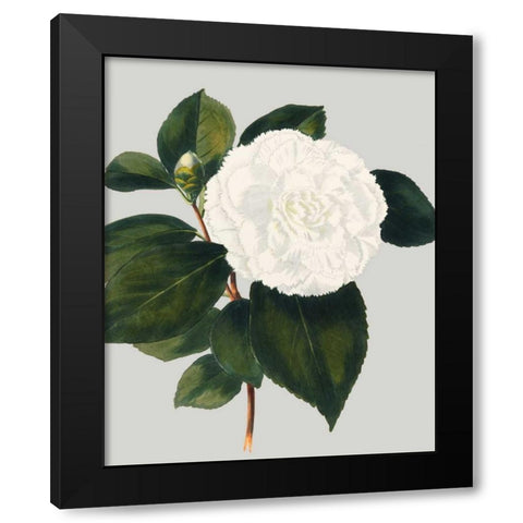 Camellia Japonica II Black Modern Wood Framed Art Print with Double Matting by Vision Studio