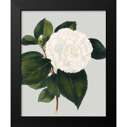 Camellia Japonica II Black Modern Wood Framed Art Print by Vision Studio