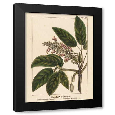 California Horse Chestnut Black Modern Wood Framed Art Print with Double Matting by Silva, John