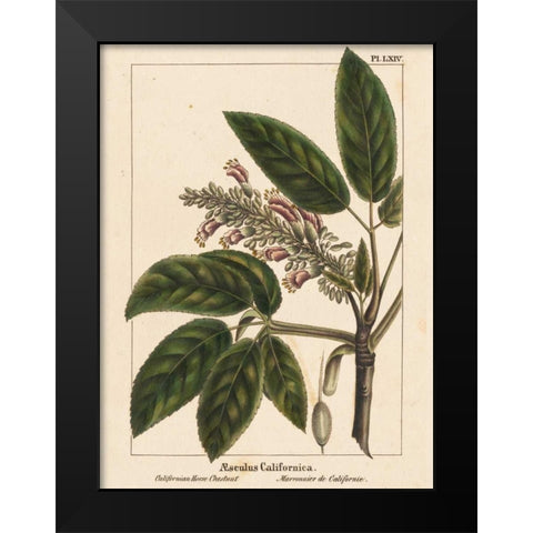 California Horse Chestnut Black Modern Wood Framed Art Print by Silva, John