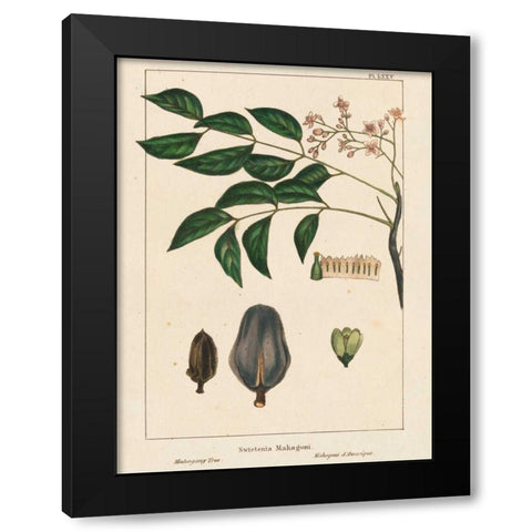 Mahogany Tree Black Modern Wood Framed Art Print with Double Matting by Silva, John