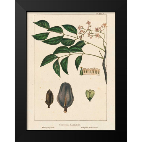 Mahogany Tree Black Modern Wood Framed Art Print by Silva, John