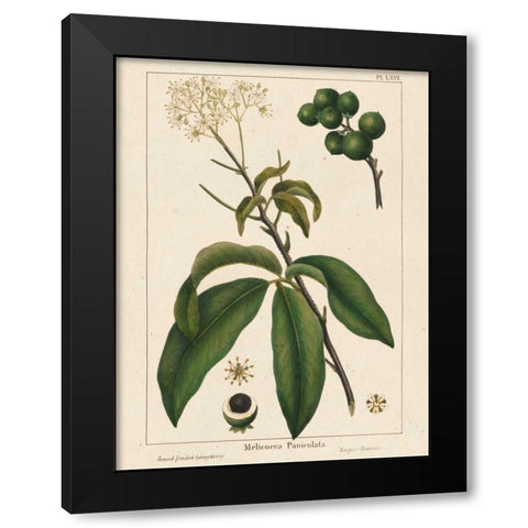 Round fruited Honeyberry Black Modern Wood Framed Art Print by Silva, John